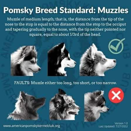 Museau du Pomsky