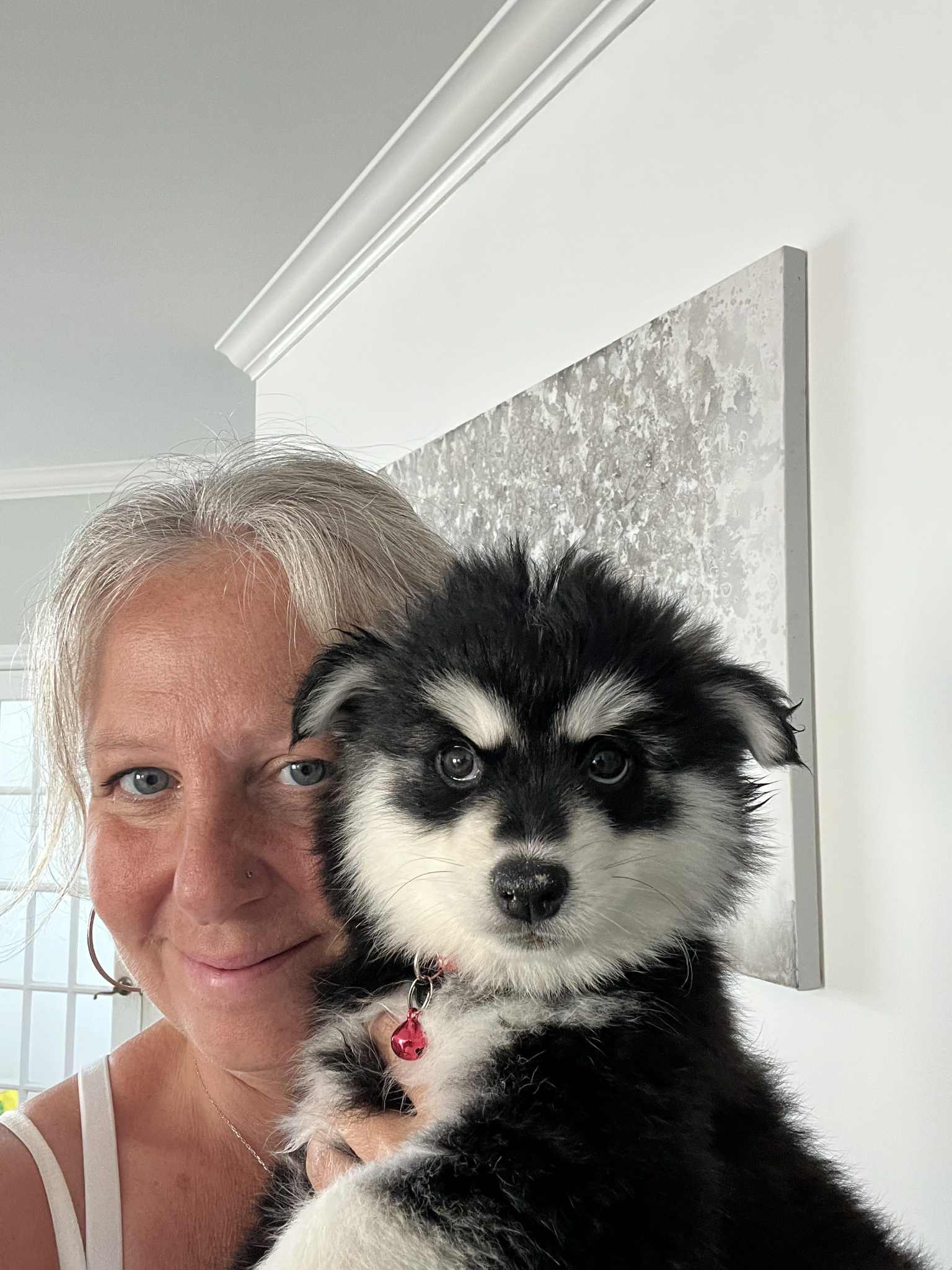 Interventions de zoothérapie avec Pomsky