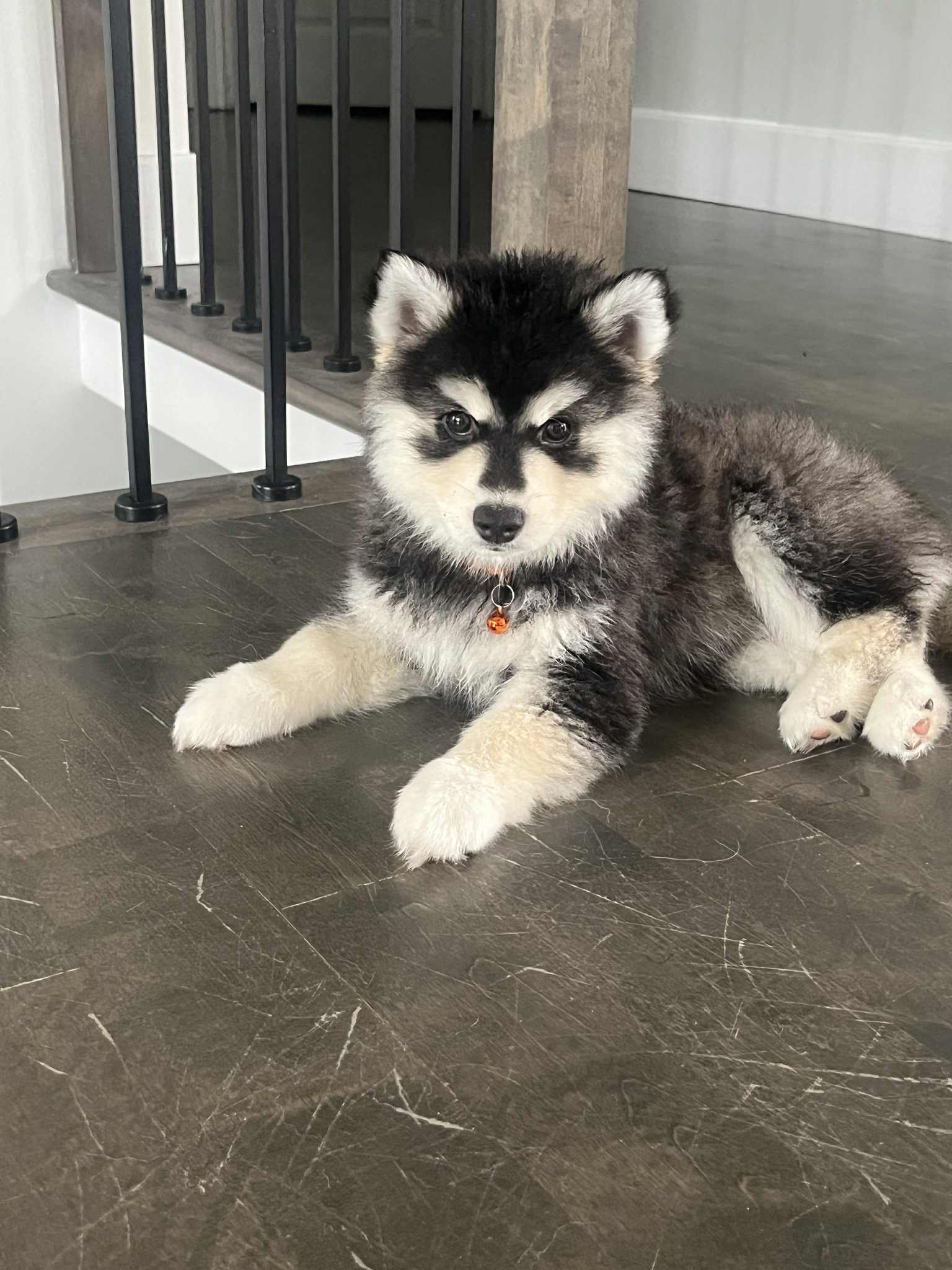 Pomsky curieux