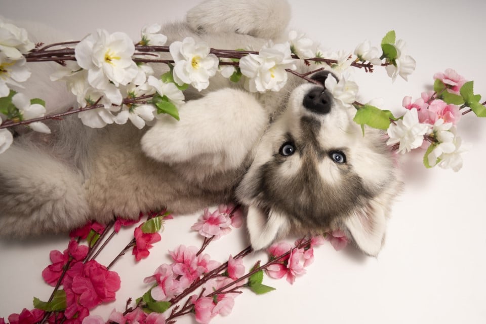 Photo Pomsky