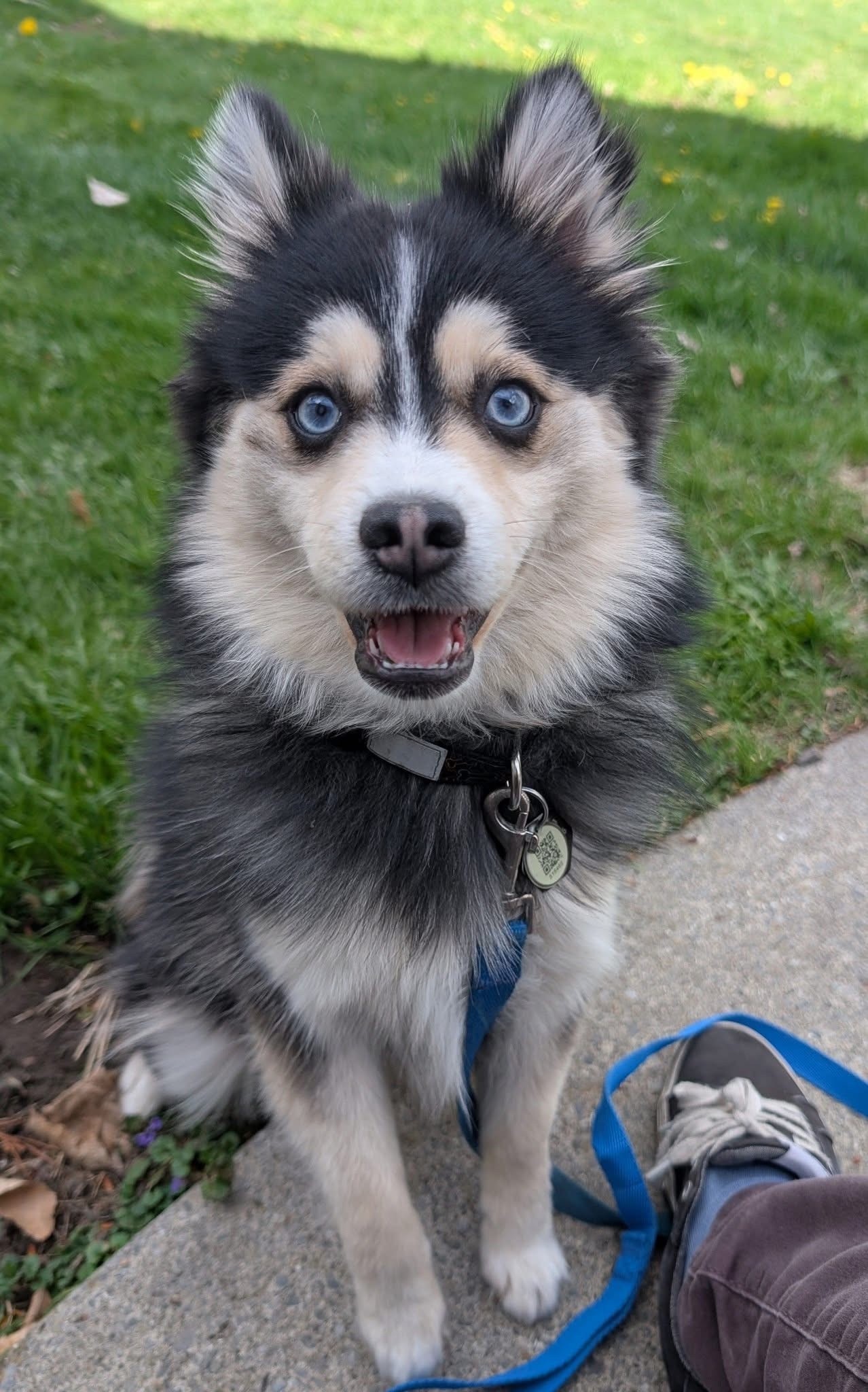 CHARLO (Merlin)