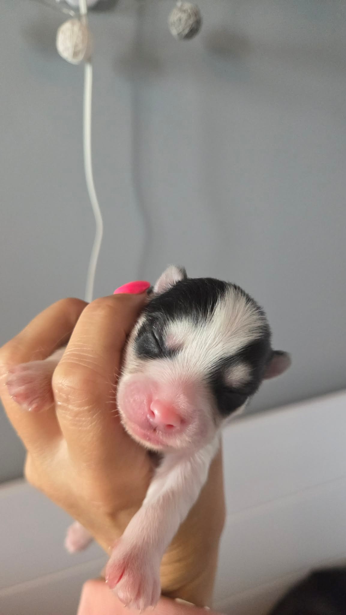 AMY